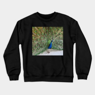 Peacock Crewneck Sweatshirt